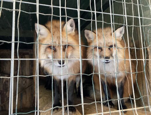 Nałęczowskie MINIZOO